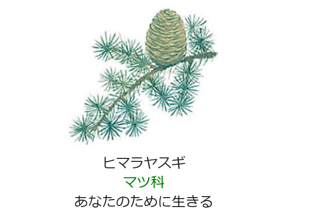 11月13日の誕生日の花と花言葉 ヒマラヤスギ 元気シニアの呑気日記 11月13日の誕生日の花と花言葉 ヒマラヤスギ 元気シニアの呑気日記