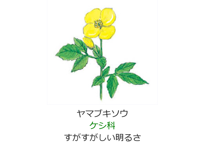 4月16日 誕生日の花と花言葉 ヤマブキソウ 元気シニアの呑気日記 4月16日 誕生日の花と花言葉 ヤマブキソウ 元気シニアの呑気日記