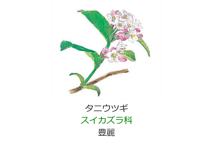 5月31日 誕生日の花と花言葉 タニウツギ 元気シニアの呑気日記
