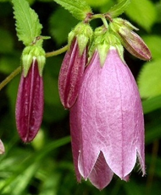 6月3日 誕生日の花と花言葉 ツリガネソウ 元気シニアの呑気日記