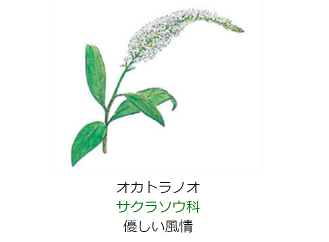 元気シニアの呑気日記 6月25日 誕生日の花と花言葉 オカトラノオ