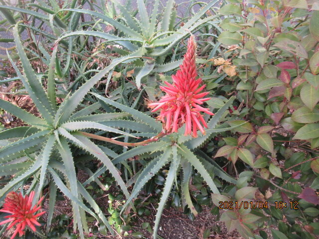 12月日の誕生日の花と花言葉 アロエ 元気シニアの呑気日記