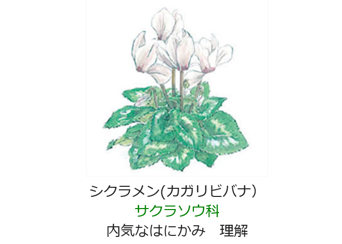元気シニアの呑気日記 12月19日の誕生日の花と花言葉 シクラメン