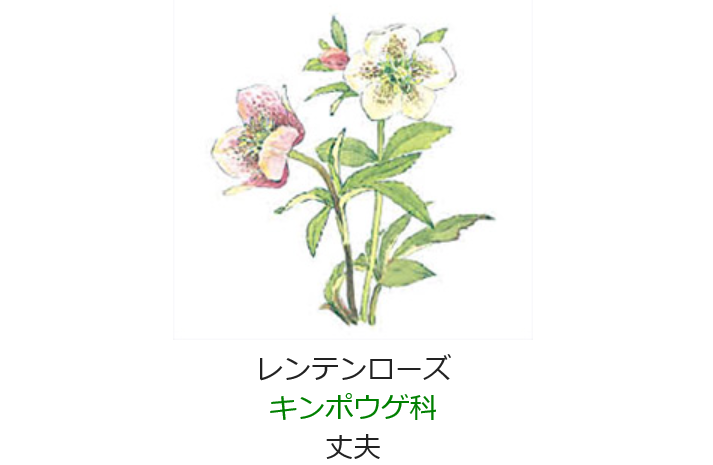 2月16日 誕生日の花と花言葉 レンテンローズ 元気シニアの呑気日記