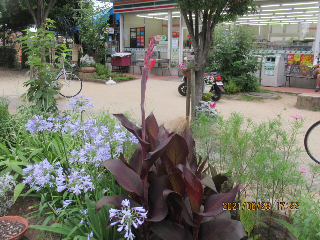 6月30日 誕生日の花と花言葉 カンナ 元気シニアの呑気日記