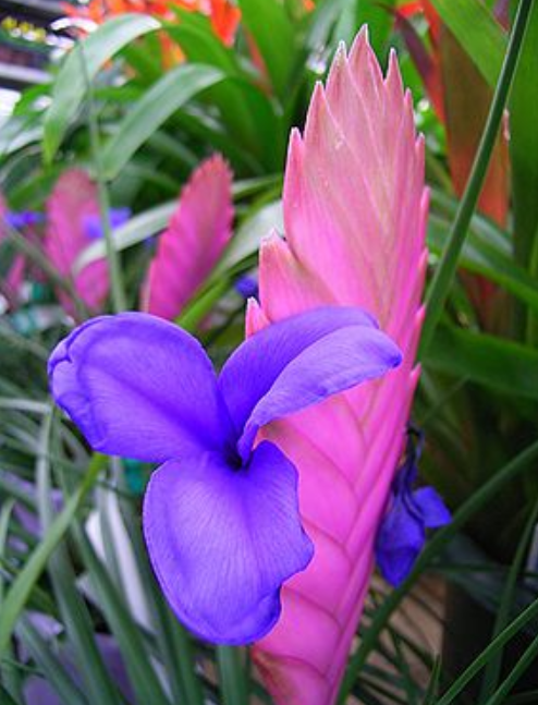 1月29日 誕生日の花と花言葉 ハナアナナス 元気シニアの呑気日記