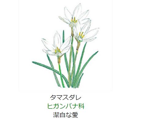 元気シニアの呑気日記 9月8日 誕生日の花と花言葉 タマスダレ