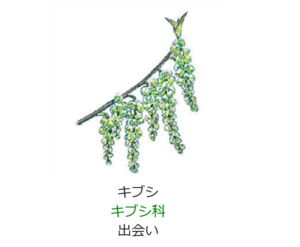 3月5日 誕生日の花と花言葉 キブシ 元気シニアの呑気日記 3月5日 誕生日の花と花言葉 キブシ 元気シニアの呑気日記