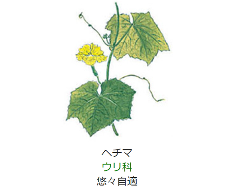 8月10日 誕生日の花と花言葉 ヘチマ 元気シニアの呑気日記