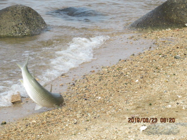 香露園浜でチヌ クロダイ が釣れた 元気シニアの呑気日記 香露園浜でチヌ クロダイ が釣れた 元気シニアの呑気日記