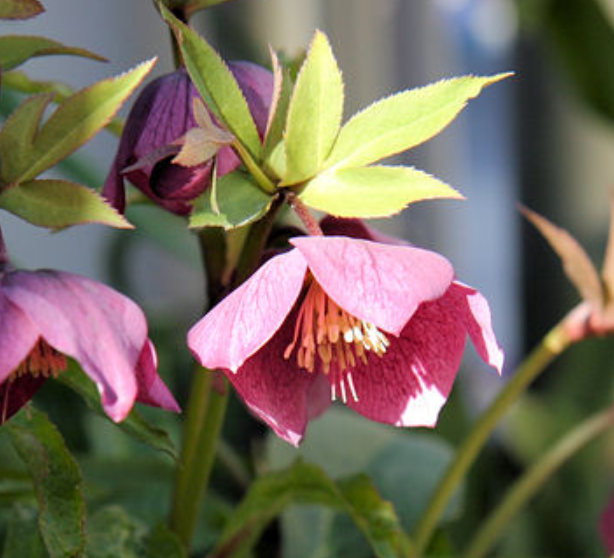 2月16日 誕生日の花と花言葉 レンテンローズ 元気シニアの呑気日記