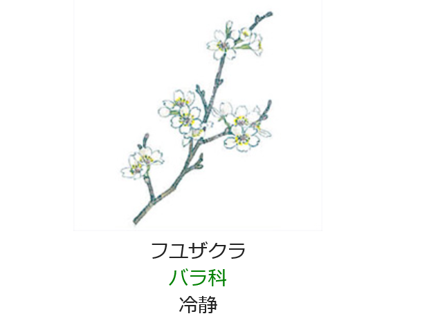12月14日の誕生日の花と花言葉 フユザクラ 元気シニアの呑気日記 12月14日の誕生日の花と花言葉 フユザクラ 元気シニアの呑気日記