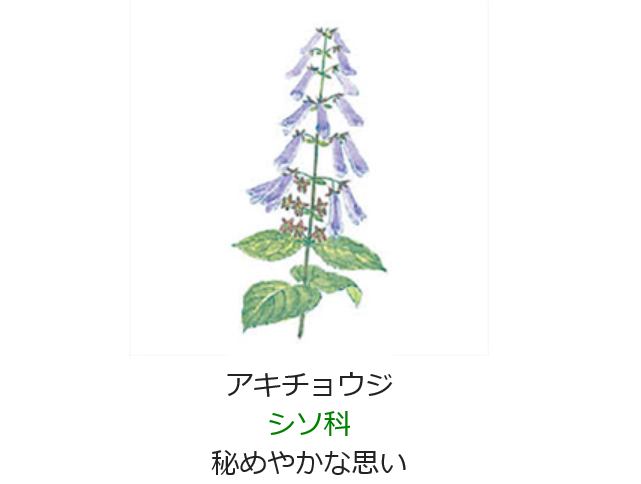 10月22日誕生日の花と花言葉 アキチョウジ 元気シニアの呑気日記