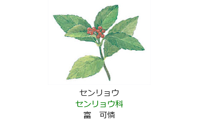 12月15日の誕生日の花と花言葉 センリョウ 元気シニアの呑気日記