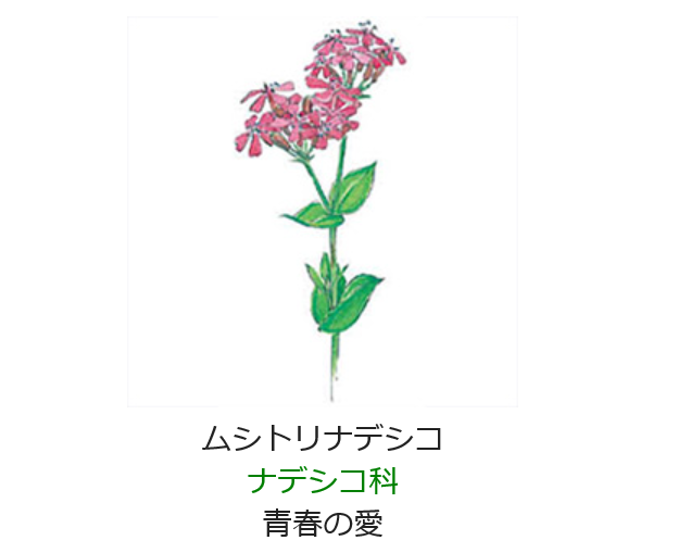 5月2日誕生日の花と花言葉 ムシトリナデシコ 元気シニアの呑気日記 5月2日誕生日の花と花言葉 ムシトリナデシコ 元気シニアの呑気日記