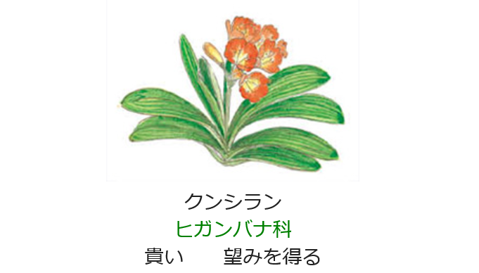 1月19日 誕生日の花と花言葉 クンシラン 元気シニアの呑気日記 1月19日 誕生日の花と花言葉 クンシラン 元気シニアの呑気日記