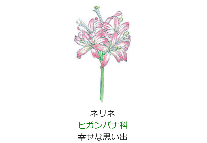 11月24日の誕生日の花と花言葉 ネリネ 元気シニアの呑気日記