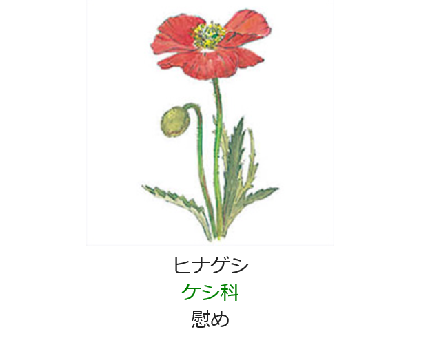 5月19日 誕生日の花と花言葉 ヒナゲシ 元気シニアの呑気日記