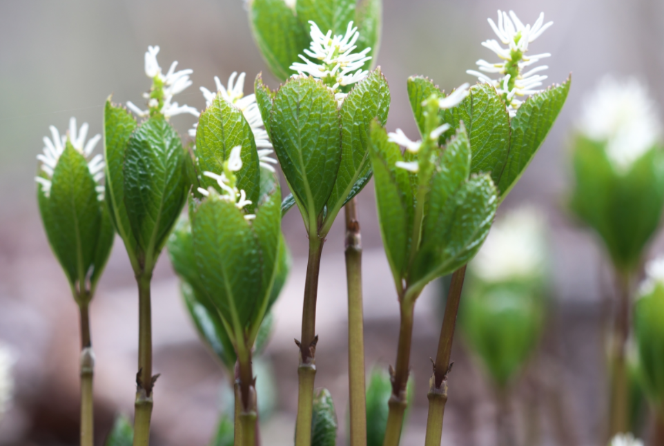 4月3日 誕生日の花と花言葉 ヒトリシズカ 元気シニアの呑気日記