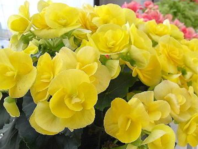 12月1日の誕生日の花と花言葉 エラチオールベゴニア 元気シニアの呑気日記 12月1日の誕生日の花と花言葉 エラチオールベゴニア 元気シニアの呑気日記