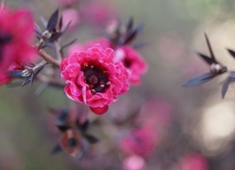 1月31日 誕生日の花と花言葉 ギョリュウバイ 元気シニアの呑気日記 1月31日 誕生日の花と花言葉 ギョリュウバイ 元気シニアの呑気日記