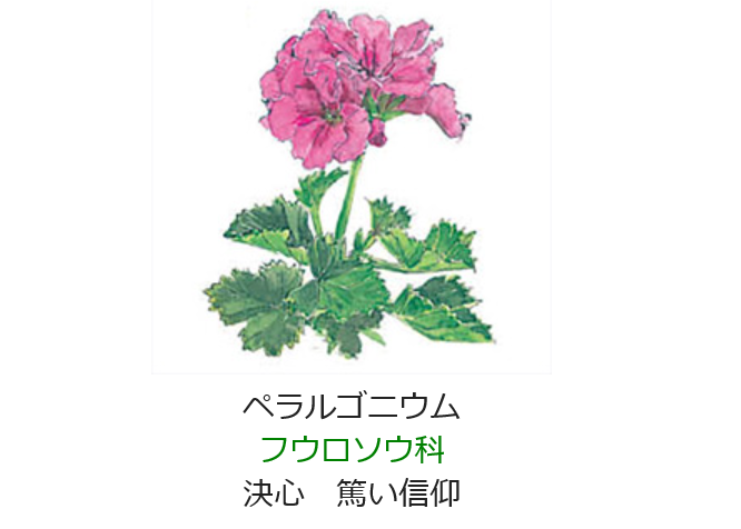 4月15日 誕生日の花と花言葉ぺラルゴニウム 元気シニアの呑気日記