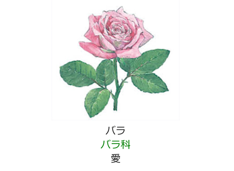 紅薔薇白玫瑰鄧紫棋