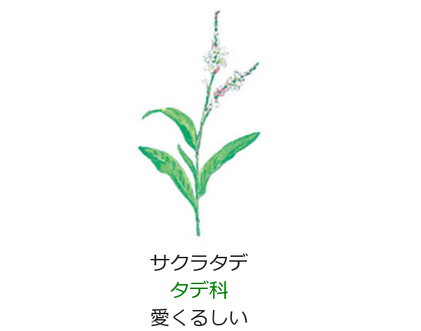 11月1日誕生日の花と花言葉 サクラタデ 元気シニアの呑気日記 11月1日誕生日の花と花言葉 サクラタデ 元気シニアの呑気日記