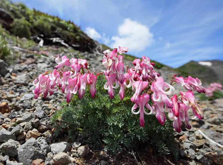 7月28日 誕生日の花と花言葉 コマクサ 元気シニアの呑気日記
