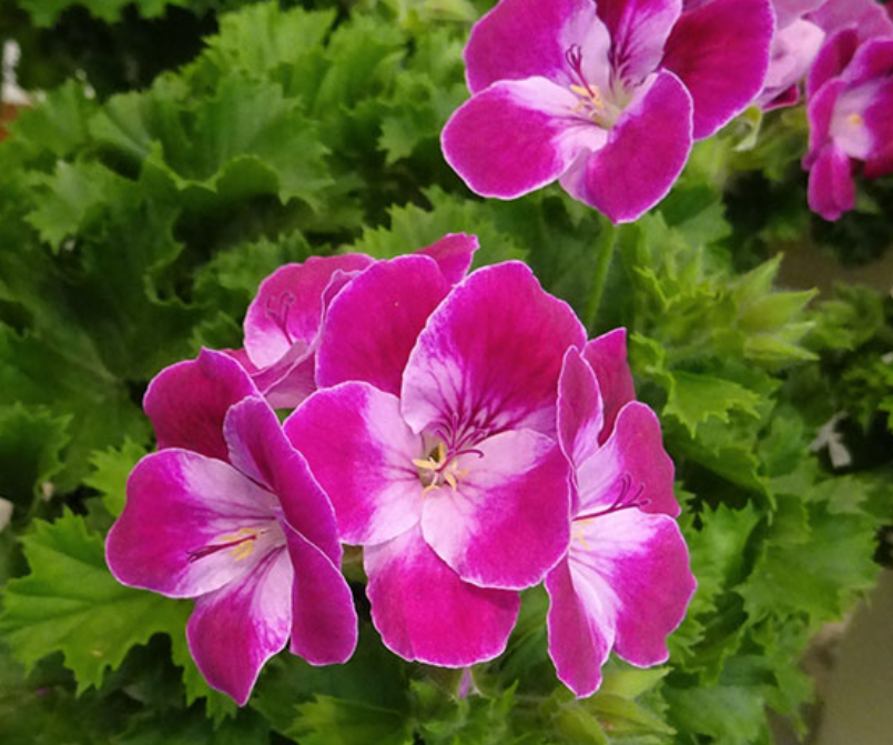 元気シニアの呑気日記 4月15日 誕生日の花と花言葉ぺラルゴニウム