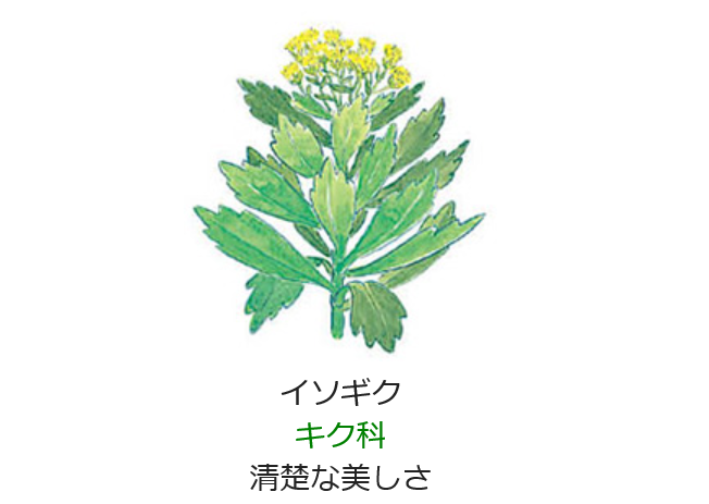 11月17日の誕生日の花と花言葉 イソギク 元気シニアの呑気日記 11月17日の誕生日の花と花言葉 イソギク 元気シニアの呑気日記