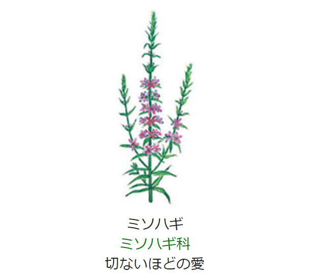 8月13日 誕生日の花と花言葉 ミソハギ 元気シニアの呑気日記 8月13日 誕生日の花と花言葉 ミソハギ 元気シニアの呑気日記