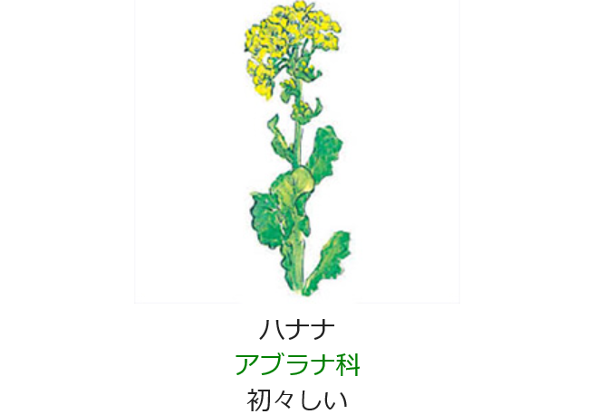 2月1日誕生日の花と花言葉ハナナ ナノハナ 元気シニアの呑気日記 2月1日誕生日の花と花言葉ハナナ ナノハナ 元気シニアの呑気日記