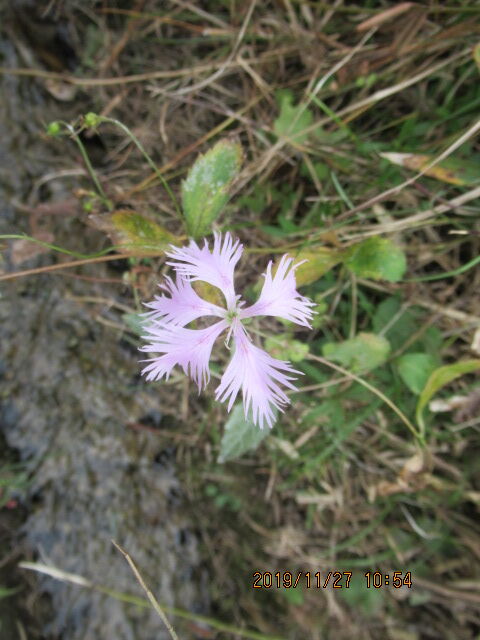 農園実習日 ヤマトナデシコの花が咲いていた 元気シニアの呑気日記