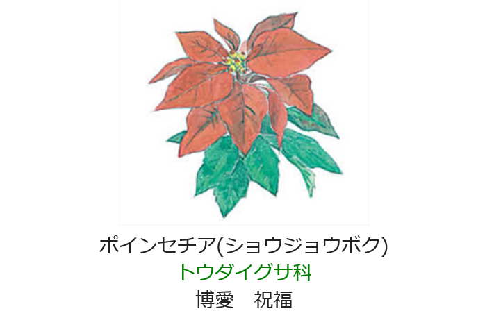 12月22日の誕生日の花と花言葉 ポインセチア 元気シニアの呑気日記