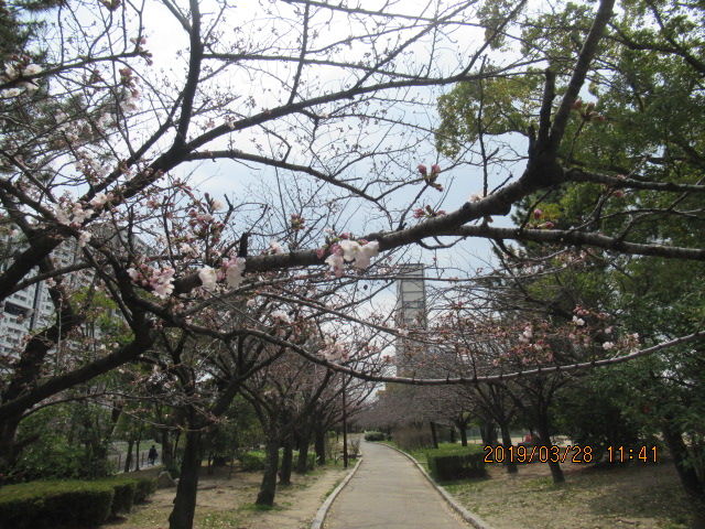 芦屋中央公園の桜開花 元気シニアの呑気日記