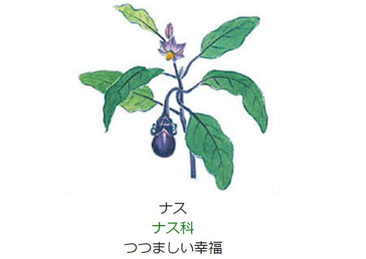 8月19日 誕生日の花と花言葉 ナス 元気シニアの呑気日記 8月19日 誕生日の花と花言葉 ナス 元気シニアの呑気日記