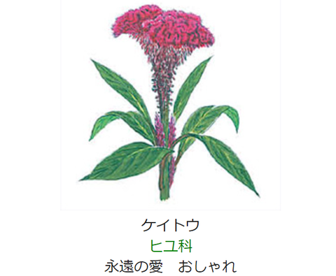 元気シニアの呑気日記 8月26日 誕生日の花と花言葉 ケイトウ