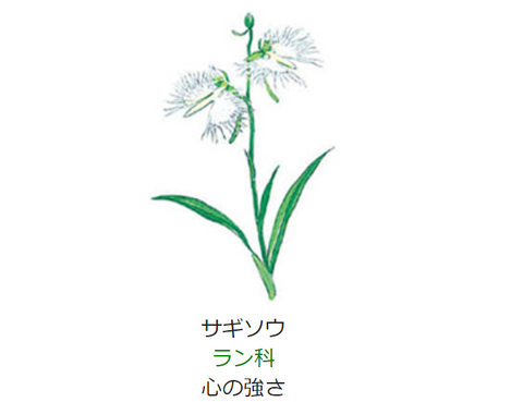 元気シニアの呑気日記 8月2日 誕生日の花と花言葉 サギソウ