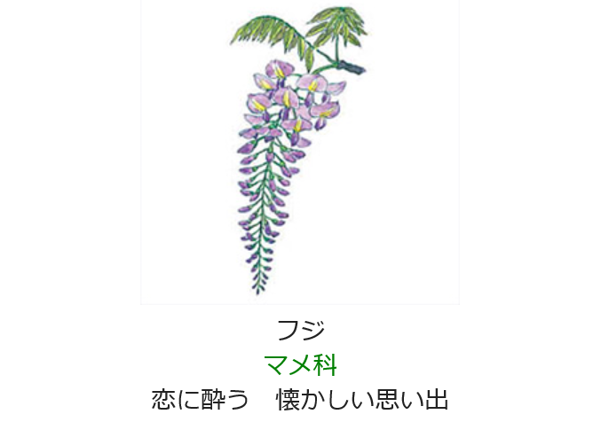 4月27日 誕生日の花と花言葉 フジ 元気シニアの呑気日記 4月27日 誕生日の花と花言葉 フジ 元気シニアの呑気日記