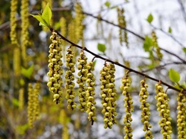 3月5日 誕生日の花と花言葉 キブシ 元気シニアの呑気日記