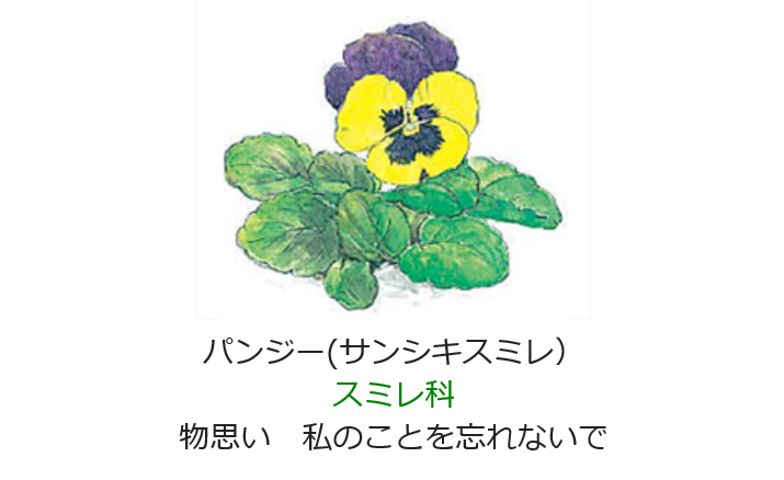3月7日 誕生日の花と花言葉 パンジー 元気シニアの呑気日記