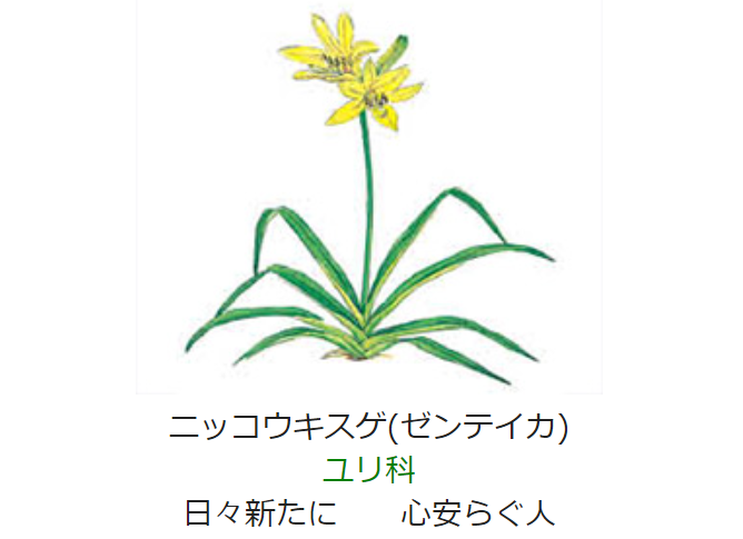 7月24日 誕生日の花と花言葉 ニッコウキスゲ ゼンテイカ 元気シニアの呑気日記 7月24日 誕生日の花と花言葉 ニッコウキスゲ ゼンテイカ 元気シニアの呑気日記
