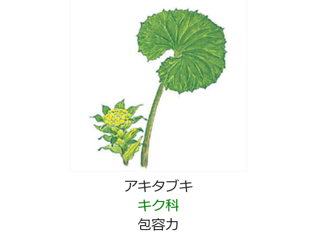 2月17日 誕生日の花と花言葉 アキタブキ 元気シニアの呑気日記 2月17日 誕生日の花と花言葉 アキタブキ 元気シニアの呑気日記