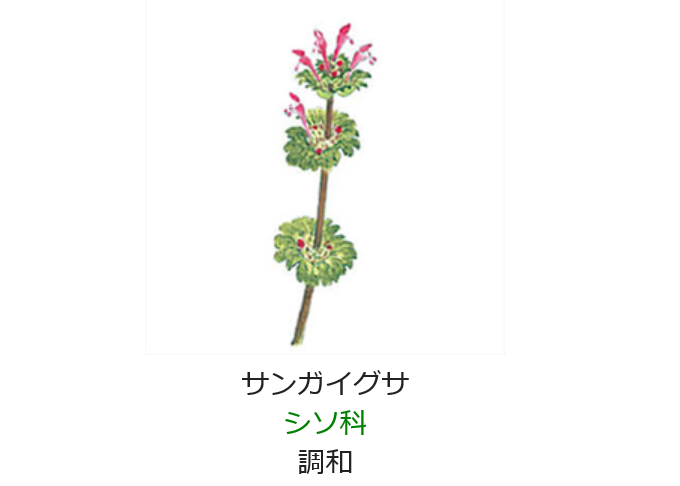２月８日 誕生日の花と花言葉 サンガイグサ 元気シニアの呑気日記