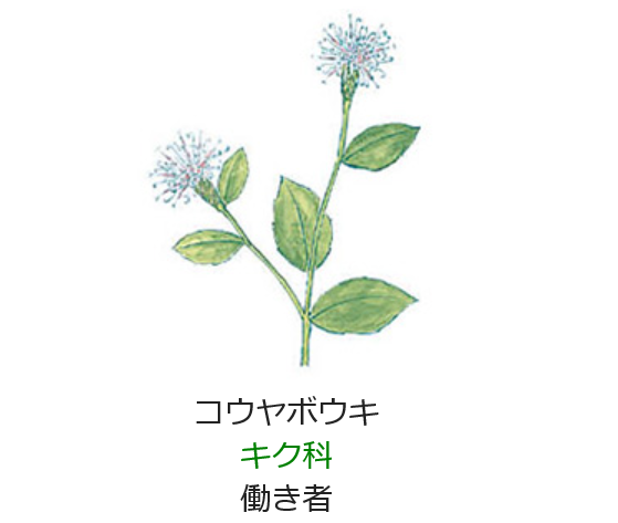11月9日誕生日の花と花言葉 コウヤボウキ 元気シニアの呑気日記 11月9日誕生日の花と花言葉 コウヤボウキ 元気シニアの呑気日記