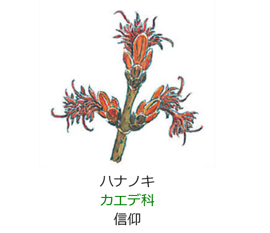 3月21日 誕生日の花と花言葉 ハナノキ 元気シニアの呑気日記
