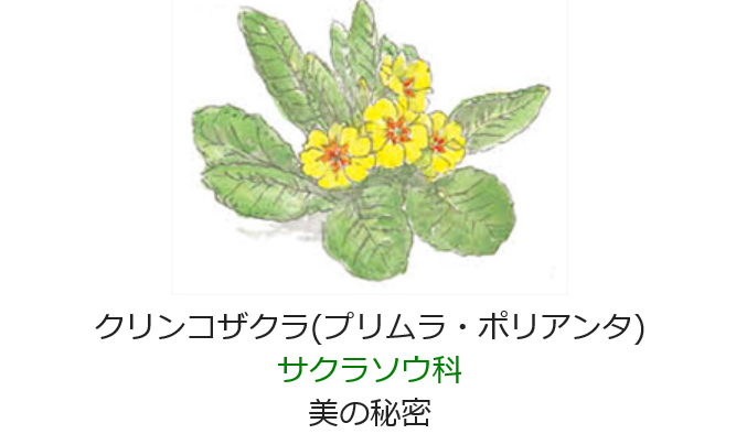 1月13日 誕生日の花と花言葉 クリンコザクラ 元気シニアの呑気日記