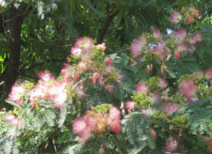 7月15日 誕生日の花と花言葉 ネムノキ 元気シニアの呑気日記