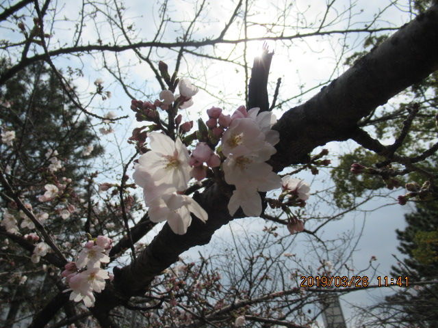 芦屋中央公園の桜開花 元気シニアの呑気日記